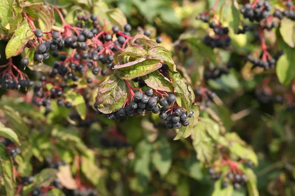 Black Berries Ripen Bushes Forest — Stock Photo, Image