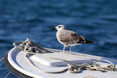 Gri martı bir balıkçı teknesinde duruyor..