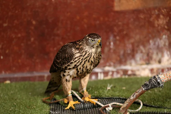 Close Portrait Beautiful Healthy Falcon — Stock Photo, Image