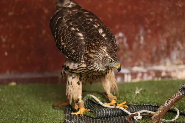 Close Portrait Beautiful Healthy Falcon — Stock Photo, Image