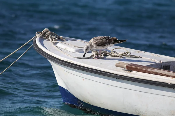 灰色的海鸥站在一艘渔船上 — 图库照片