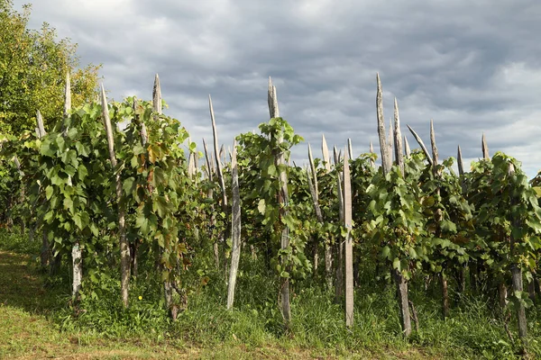 Виноградники Сельской Местности Хорватии Летом — стоковое фото