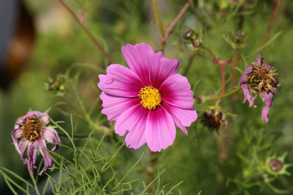 Blommor Kosmos Blommor Blommar Trädgården — Stockfoto