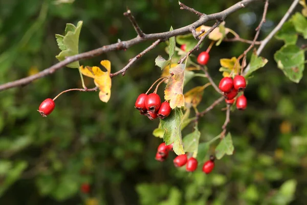 Rote Beeren Reifen Sträuchern Wald — Stockfoto