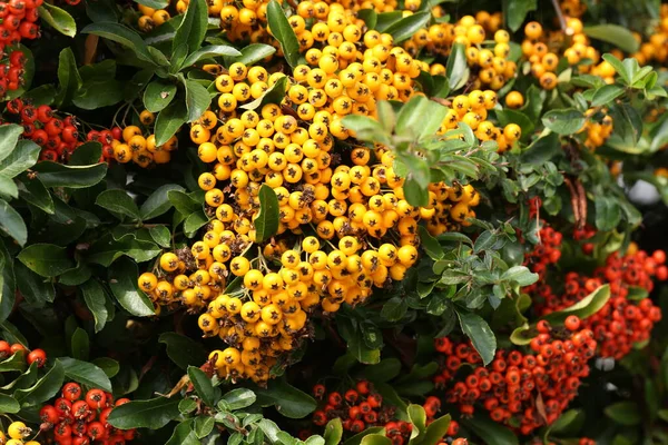 Pyracantha Takken Met Felrode Gele Rijpe Bessen Prachtige Natuur Achtergrond — Stockfoto