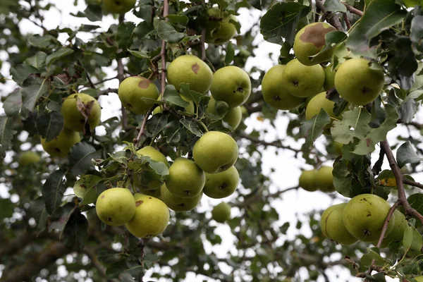 Плоды Дикой Груши Высоко Дереве — стоковое фото
