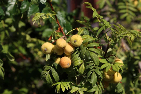 Fruits Sorbus Domestica Ripen Branches Tree — Stock Photo, Image