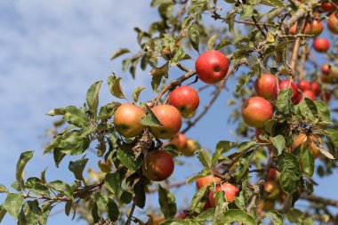Bahçedeki ağaç dallarında olgunlaşan kırmızı elmalar..