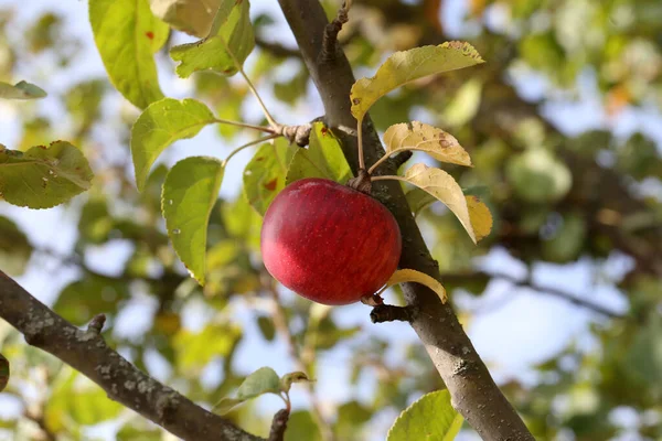 Les Pommes Rouges Mûrissent Sur Les Branches Des Arbres Dans — Photo