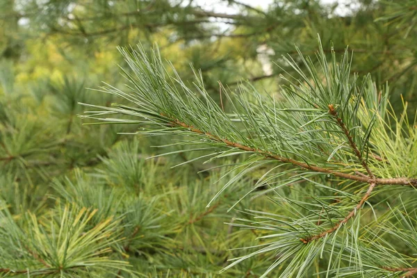 Rami Pino Verde Nella Foresta Estate — Foto Stock