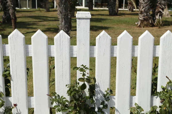 Bahçedeki ahşap bahçe çitleri beyaz boyayla boyanmış.