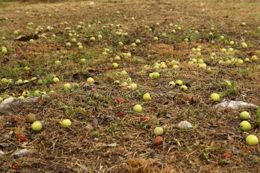 Olgun elmalar ağaçtan bahçedeki çimenlere düştü..