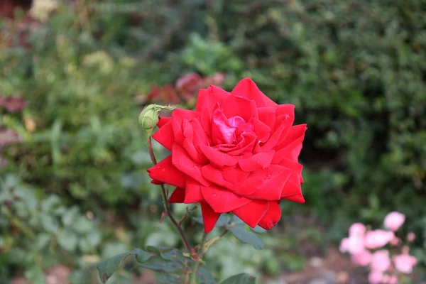 Rosas Rojas Arbusto Jardín — Foto de Stock