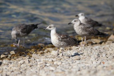Gri bir martı kayalık sahilde duruyor..