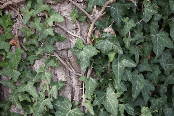 Hedera Helix Zielony Bluszcz Splot Pnia Drzewa — Zdjęcie stockowe
