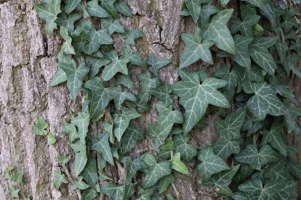 Hedera Helix Ivy Hijau Menenun Batang Pohon — Stok Foto