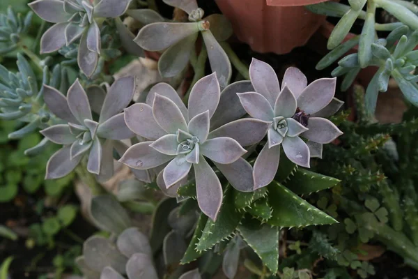 Echeveria Adalah Genus Besar Tanaman Berbunga Dalam Keluarga Crassulaceae — Stok Foto