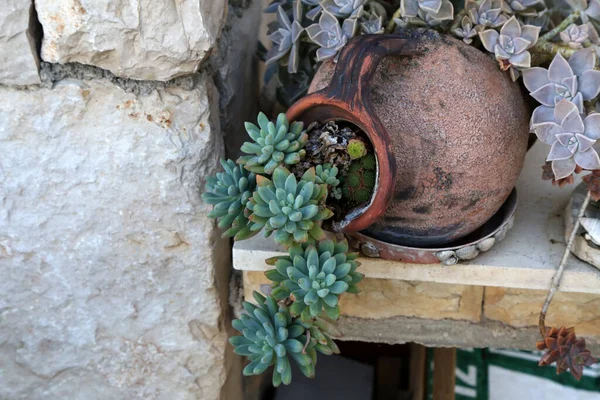 Echeveria Género Botânico Pertencente Família Crassulaceae — Fotografia de Stock