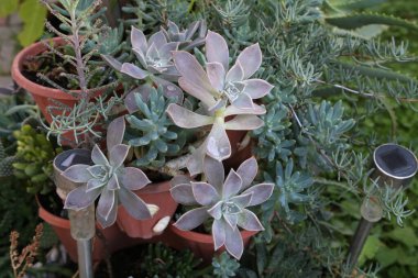 Echeveria, Crassulaceae familyasından bir bitki cinsidir..
