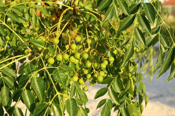 Fructele Verzi Atârnă Ramurile Copacilor Grădină — Fotografie, imagine de stoc