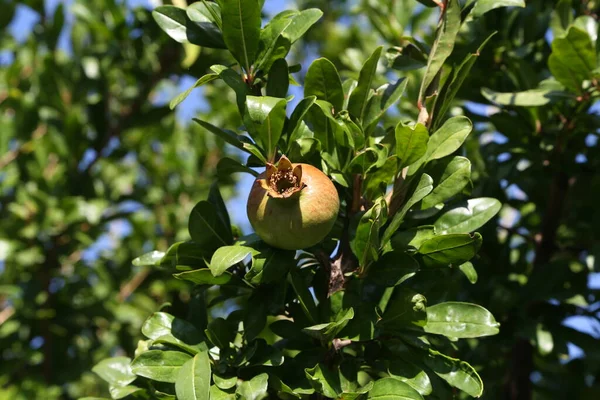 Melograno Frutta Matura Albero Estate — Foto Stock