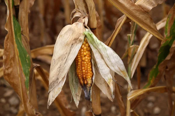 Closeup corn on the stalk in the corn field.