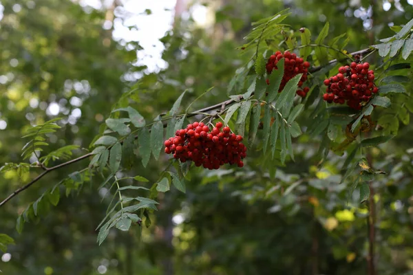 Bagas Rowan Vermelhas Nos Galhos Árvore Rowan — Fotografia de Stock
