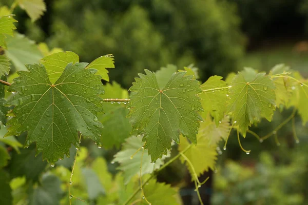 Gouttes Rosée Matinale Sur Les Feuilles Raisin Vert — Photo