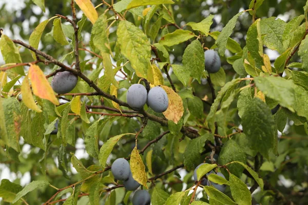 Frutti Prugna Maturano Nel Giardino — Foto Stock