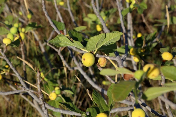 Codardo Maturo Sull Albero Estate — Foto Stock