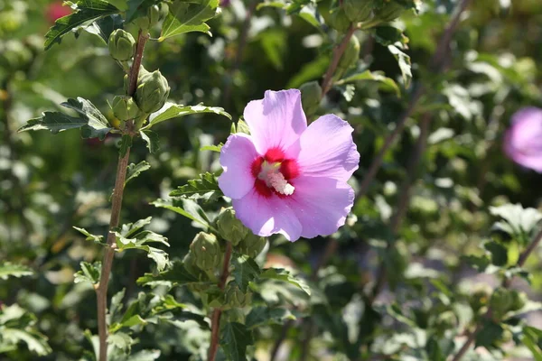 Красивый Сладкий Розовый Цветок Голлихока Зеленом Фоне — стоковое фото