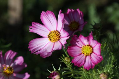 Koyu arkaplanda güzel mor kozmos çiçeği.