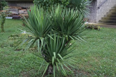 Bahçede tropik palmiye yetişir.