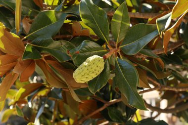 Yeşil yapraklı arka planda manolya meyvesi. Magnolia kadife tohum kabuğu ağaçta.