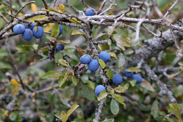 Bacche Azzurre Biancospino Maturano Cespugli — Foto Stock