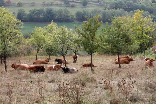 Αγέλη Αγελάδων Στο Βοσκότοπο Καλοκαίρι — Φωτογραφία Αρχείου