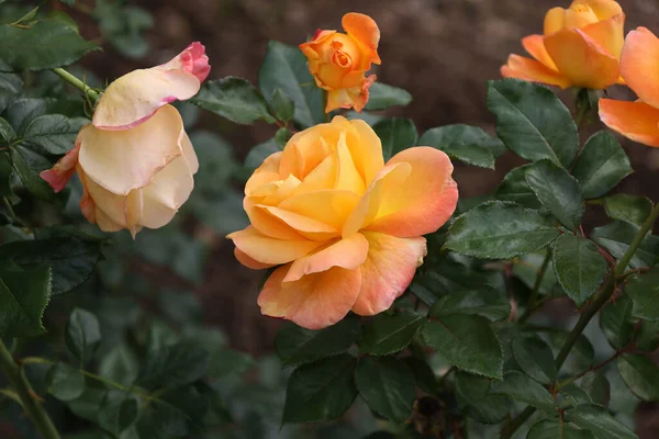 Rosas Rojas Arbusto Jardín — Foto de Stock