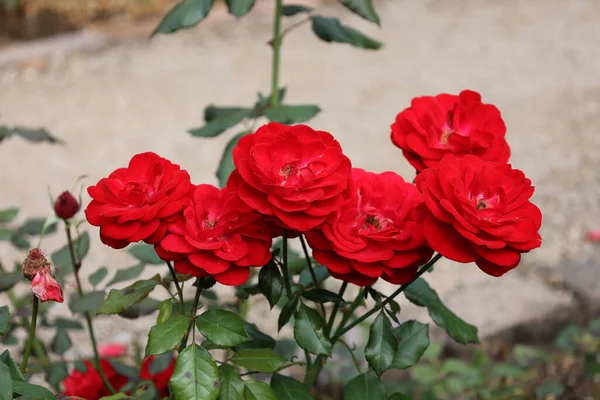 Κόκκινα Τριαντάφυλλα Ένα Θάμνο Έναν Κήπο — Φωτογραφία Αρχείου
