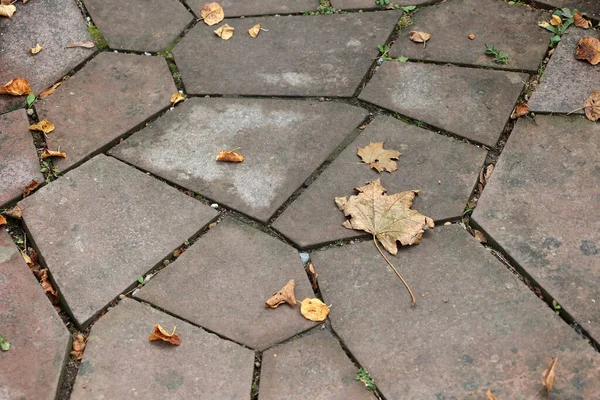 Сухие Осенние Листья Разбросаны Тротуару — стоковое фото