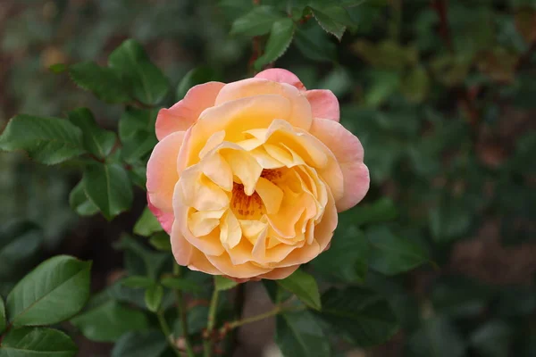 Hermosas Rosas Arbusto Jardín — Foto de Stock