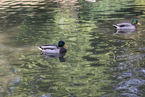 야생오리는 연못에서 헤엄치고 깃털을 — 스톡 사진