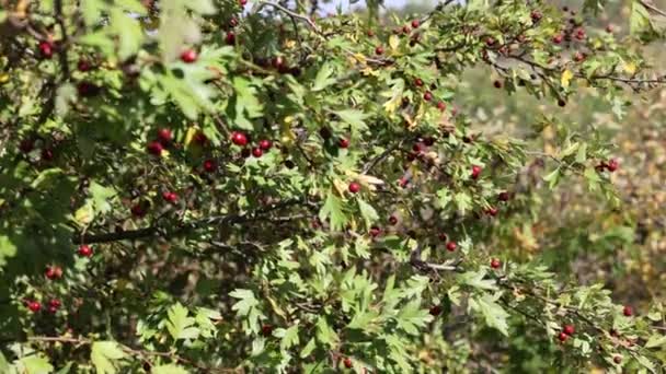 風は赤い果実で枝をむさぼる — ストック動画