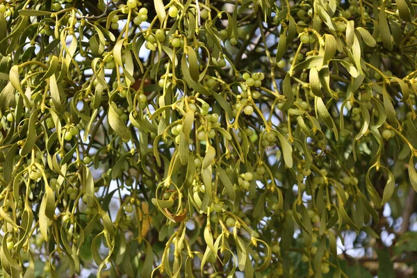 Plante de gui blanc accrochée à la branche — Photo