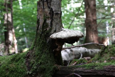 Eski bir ağacın gövdesinde büyüyen mantar tenekesi.