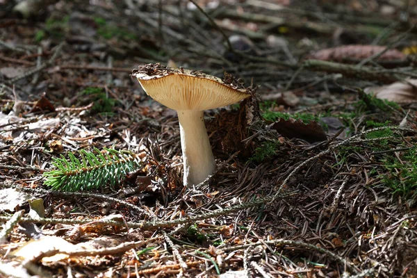 Pilz. Pilz im Herbst auf Waldboden. — Stockfoto