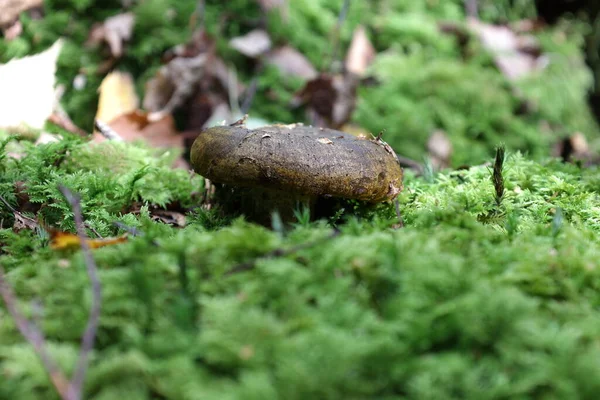 Un champignon. Champignon sur le sol forestier en automne. — Photo