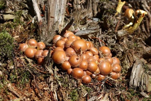 Champignons de la forêt jaune poussaient sur un arbre tombé — Photo