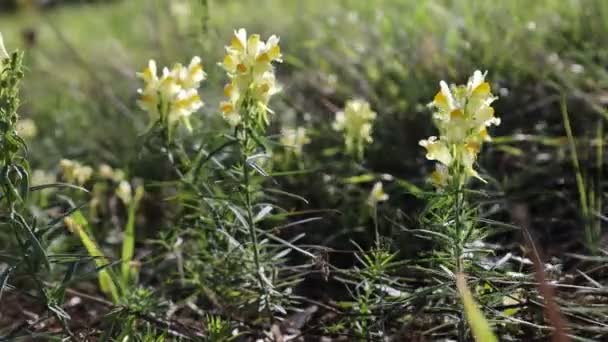 Flores Silvestres Amarelas Crescem Prado Verão — Vídeo de Stock