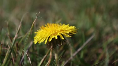 Sarı karahindiba yeşil bir çayırda çiçek açtı..