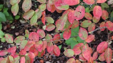 Ormandaki ağaç dallarında kırmızı sonbahar yaprakları